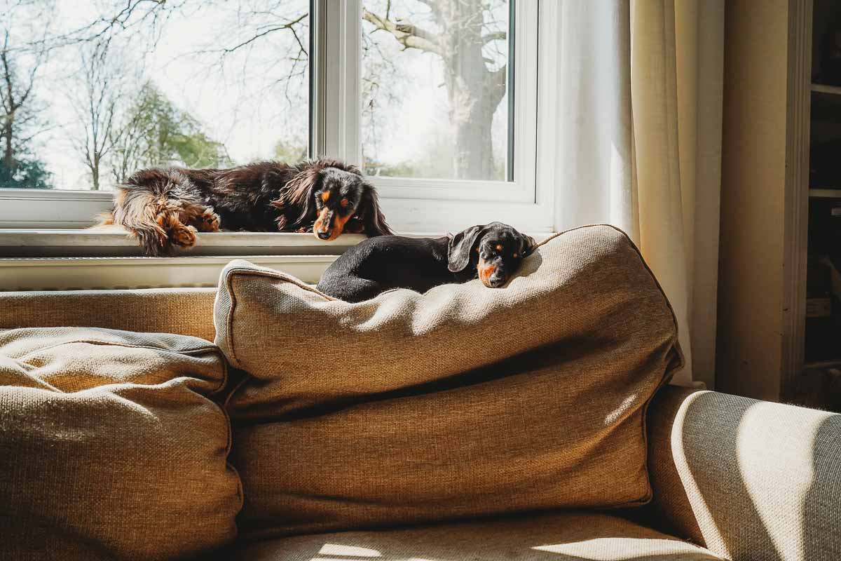 2 little dogs sunbathing in the sun on their family sofa